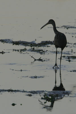Limpkin