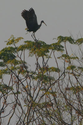Limpkin