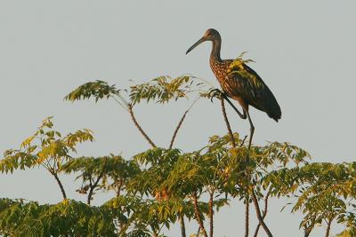 Limpkin