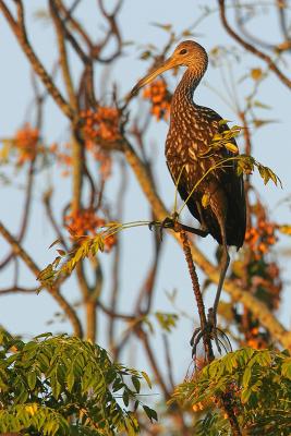 Limpkin