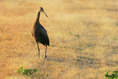 Limpkin