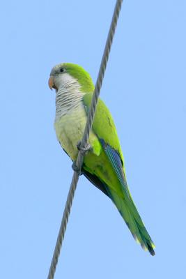 Monk Parakeet