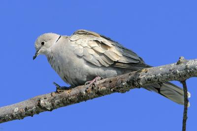 Eurasian Collared-Dove