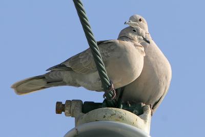 Eurasian Collared-Dove