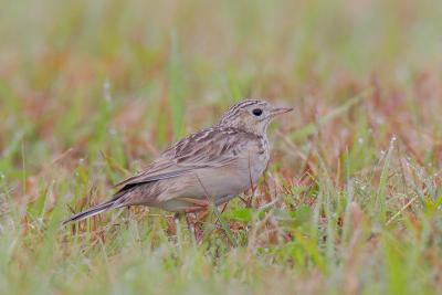 Sprague's Pipit