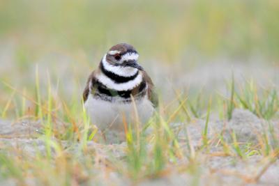 Killdeer