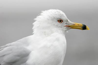 Ring-billed Gull