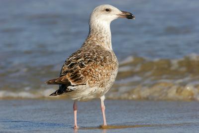 Great Black-backed Gull