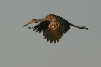 Limpkin