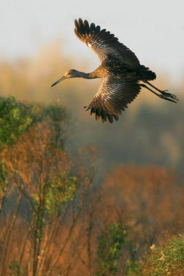 Limpkin