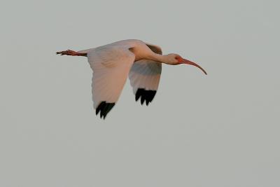 White Ibis