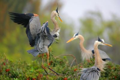 Great Blue Heron