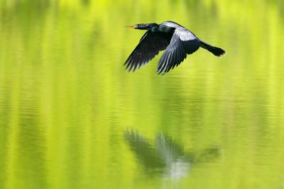 Anhinga