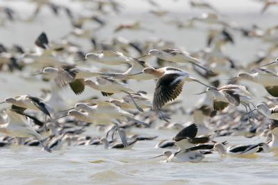 American Avocet