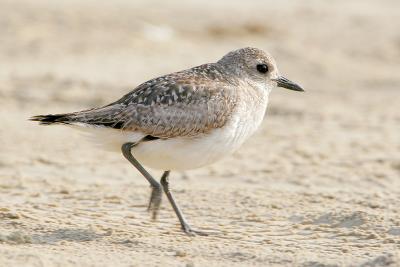 Black-bellied Plover