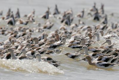 American Avocet