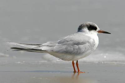 Forster's Tern