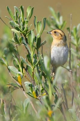 Nelson's Sharp-tailed Sparrow