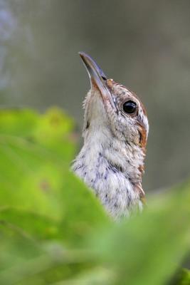 Carolina Wren