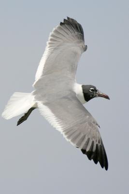 Laughing Gull