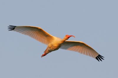 White Ibis