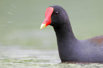 Common Moorhen