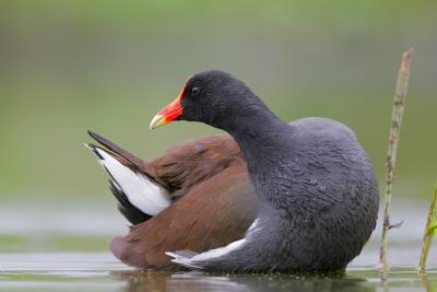 Common Moorhen