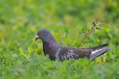 Rock Pigeon