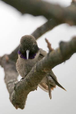 Black-chinned Hummingbird