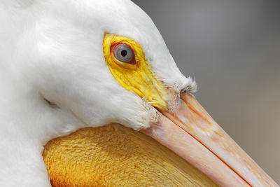 American White-Pelican