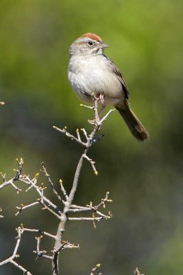 Rufous-crowned Sparrow