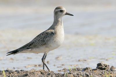 American Golden-Plover