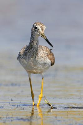 Greater Yellowlegs