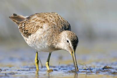 Short-billed Dowitcher