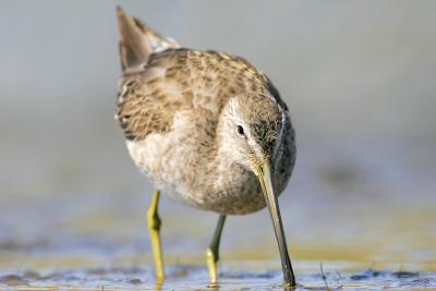 Short-billed Dowitcher