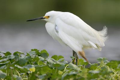 Snowy Egret