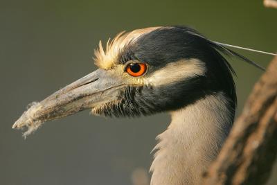 Yellow-crowned Night-Heron