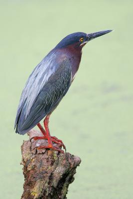 Green Heron