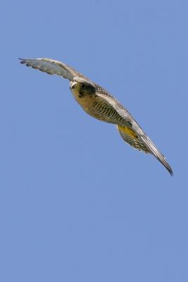 Peregrine Falcon