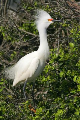 Snowy Egret