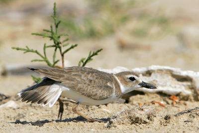 Wilson's Plover