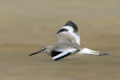 Willet