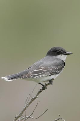 Eastern Kingbird