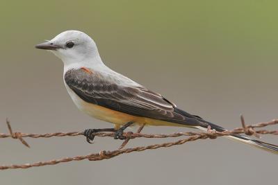 Scissor-tailed Flycatcher