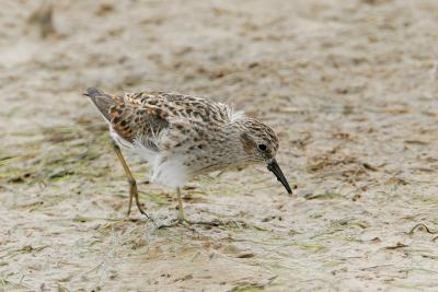 Least Sandpiper