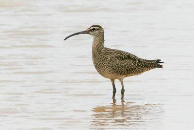 Whimbrel