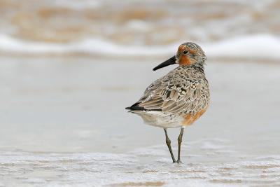 Red Knot