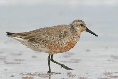 Red Knot