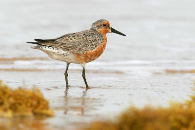 Red Knot