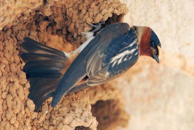 Cliff Swallow